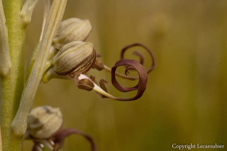 Orchis (Orchis)