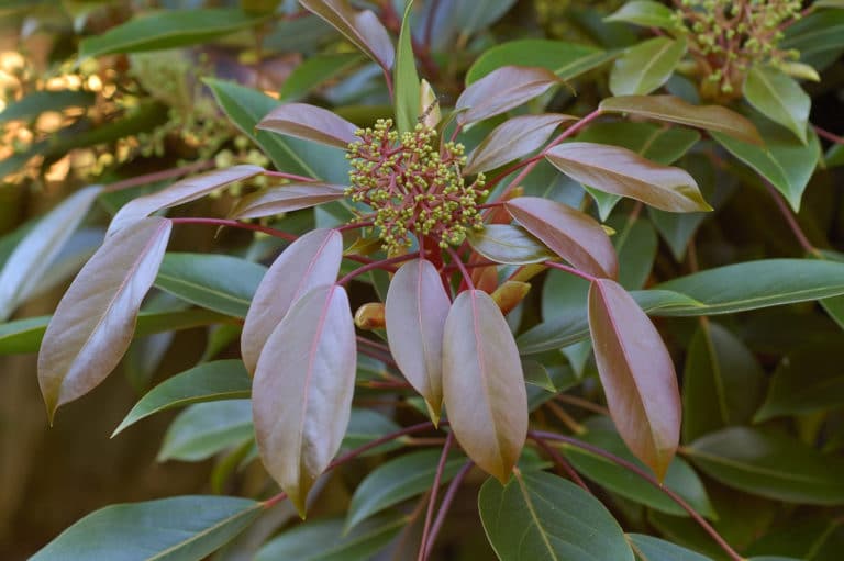 Oreopanax (Oreopanax)