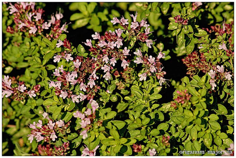 Origan (Origanum)