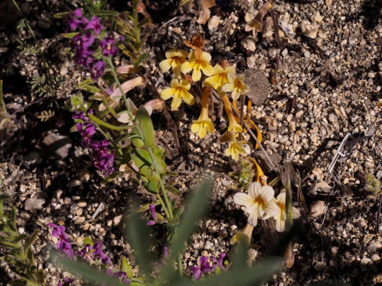 Orobanche (Orobanche)