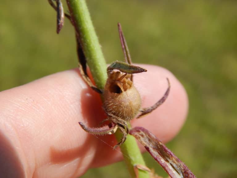 Orontium (Orontium)