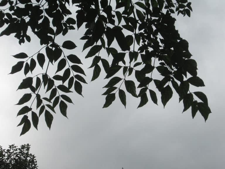 Oroxylum (Oroxylum)