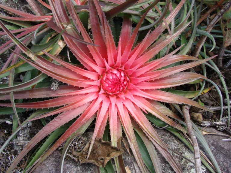 Orthophytum (Orthophytum)