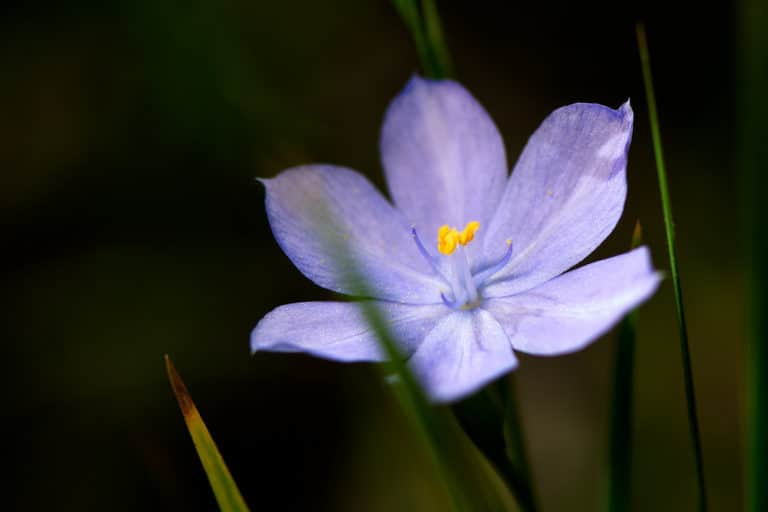 Orthrosanthus (Orthrosanthus)