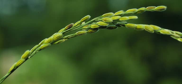 Oryza (Oryza)