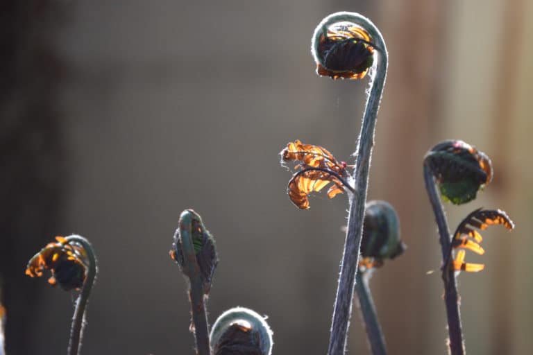 Osmunda (Osmunda)