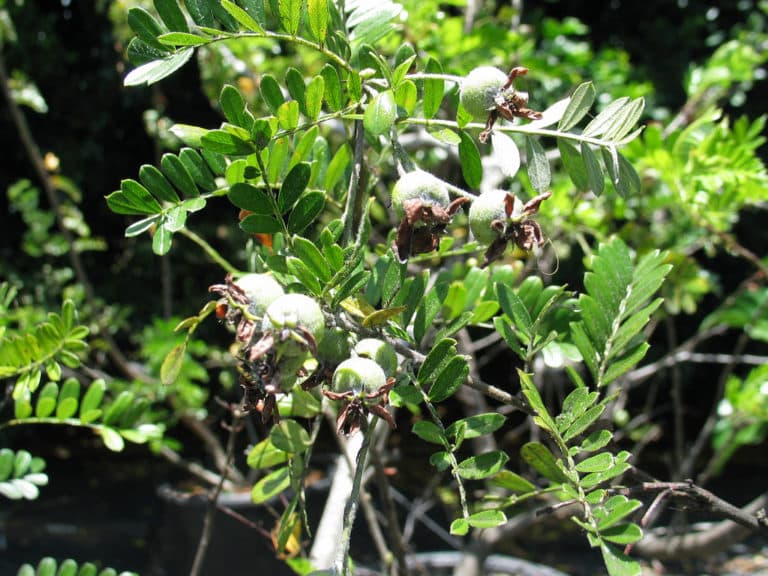 Osteomeles (Osteomeles)