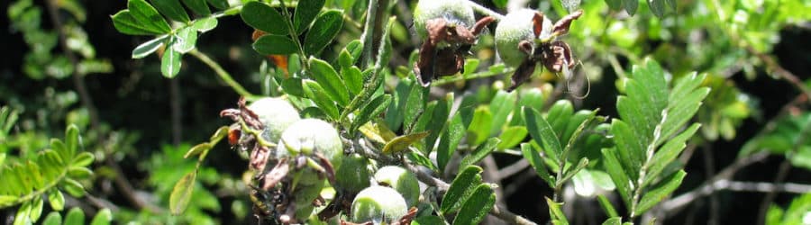 Osteomeles Entretien, Plantation et Culture Conservation Nature