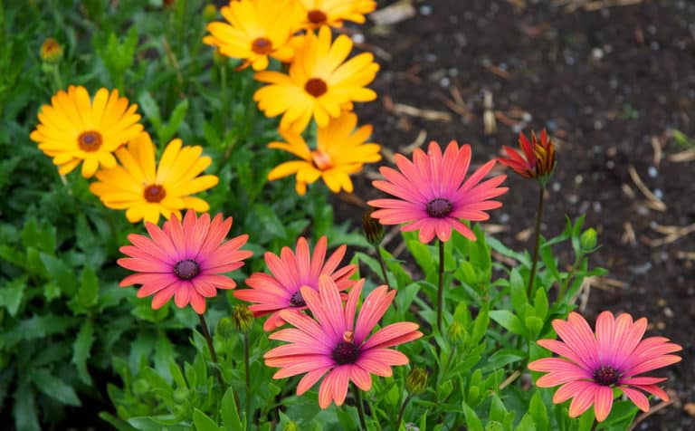 Marguerite africaine (Osteospermum)
