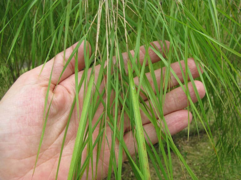 Otatea (Otatea)