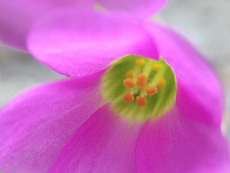 Oxalis (Oxalis)