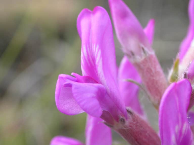 Oxytropis (Oxytropis)