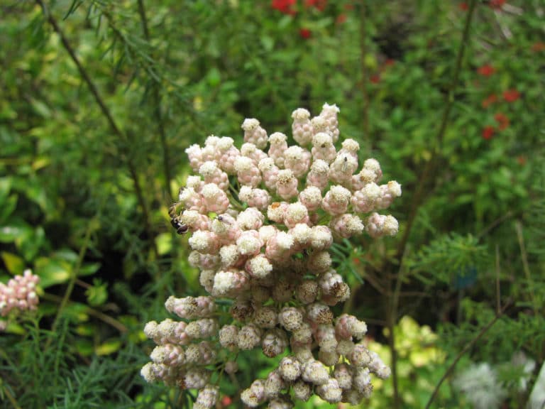 Ozothamnus (Ozothamnus)