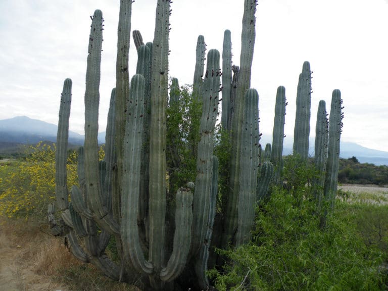Pachycereus (Pachycereus)