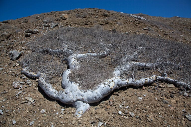 Pachycormus (Pachycormus)