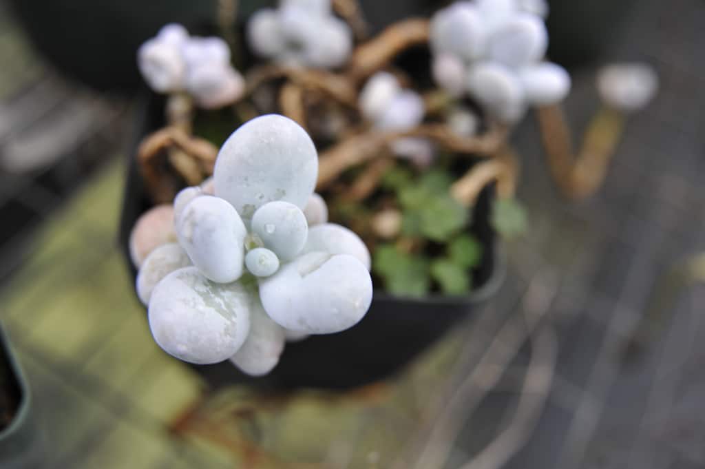 Pachyphytum (Pachyphytum)