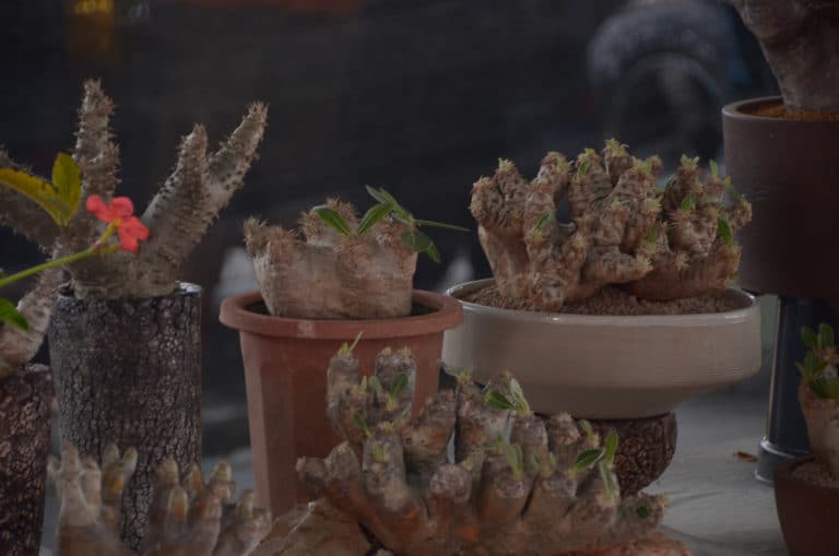 Pachypodium (Pachypodium)