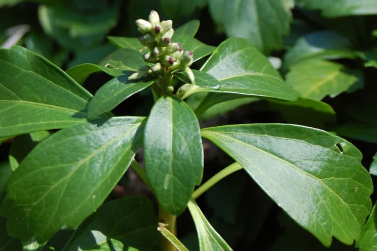 Pachysandra (Pachysandra)