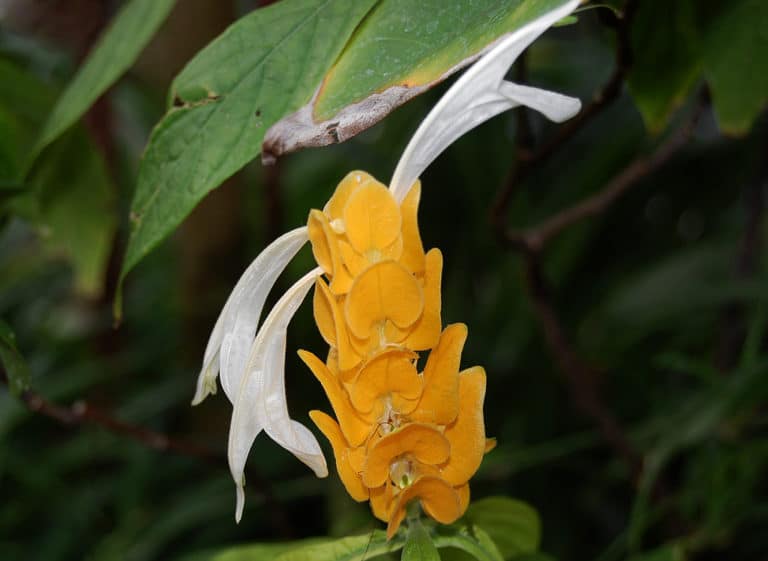Pachystachys (Pachystachys)