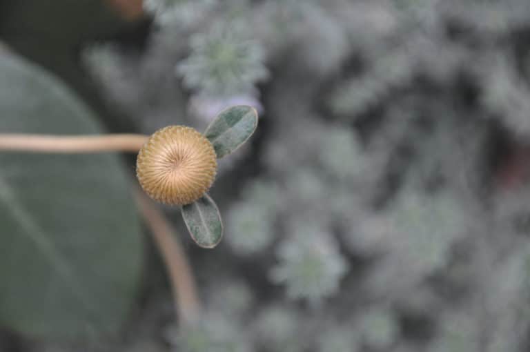 Pachystegia (Pachystegia)