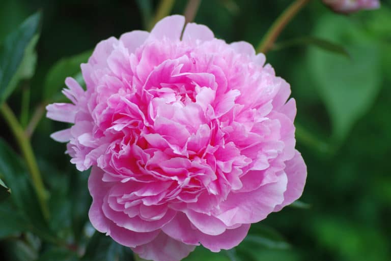 Pivoine (Paeonia)