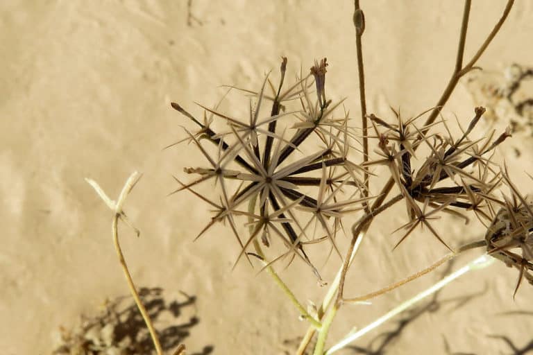 Palafoxia (Palafoxia)