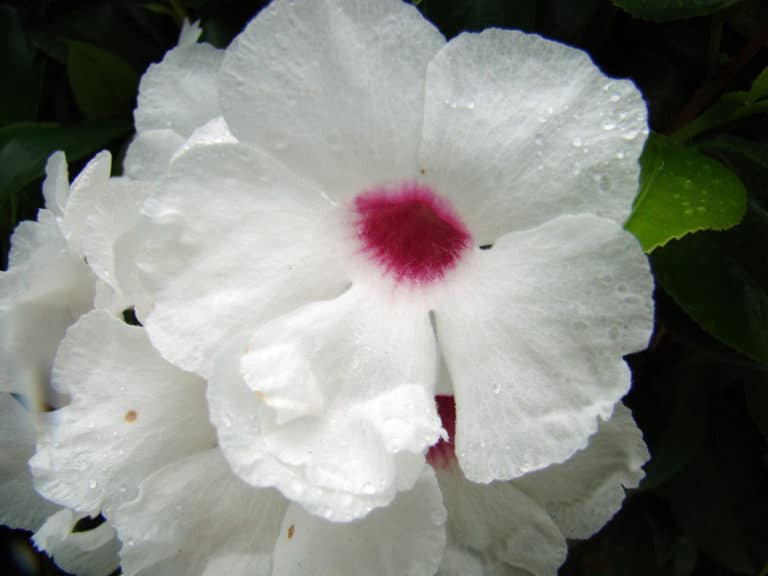 Pandorea (Pandorea)