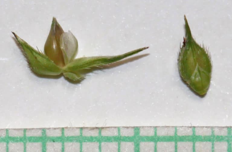 Panic (Panicum)