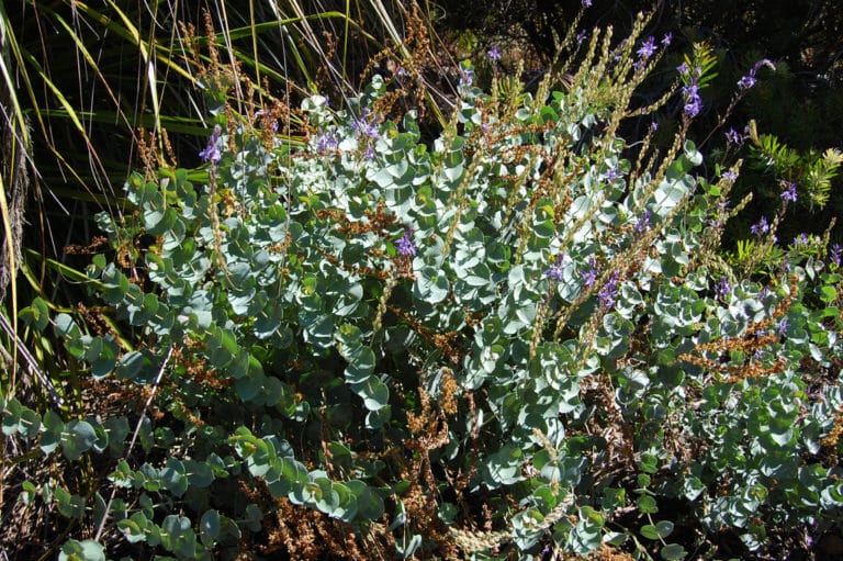 Parahebe (Parahebe)