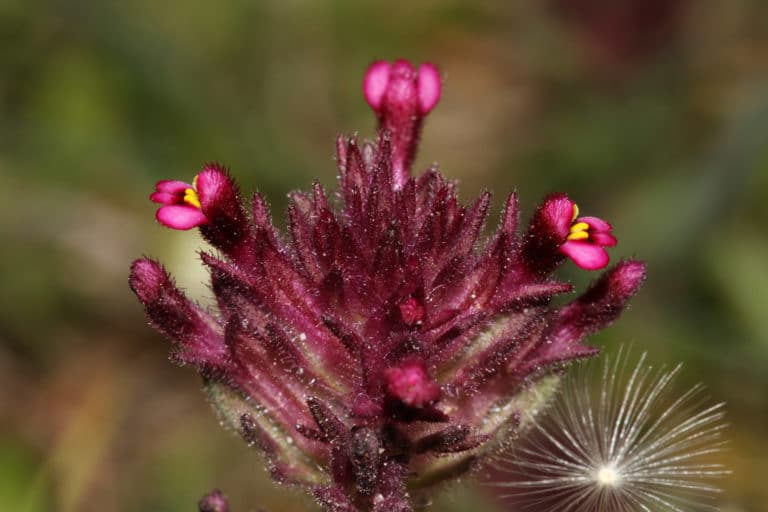 Parentucellia (Parentucellia)