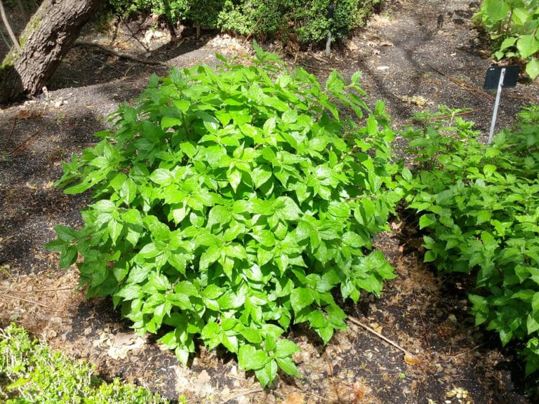 Parietaria (Parietaria)