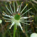 Parnassies (Parnassia)