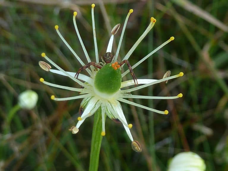 Parnassies (Parnassia)