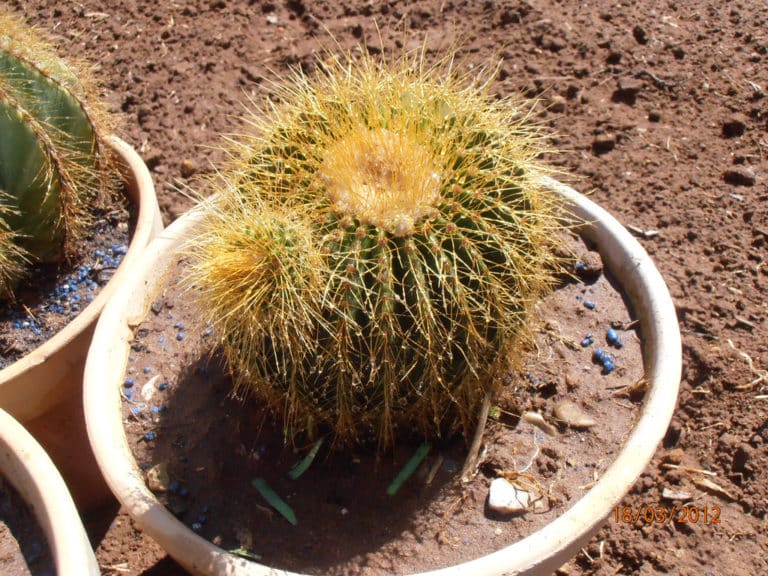 Parodia (Parodia)