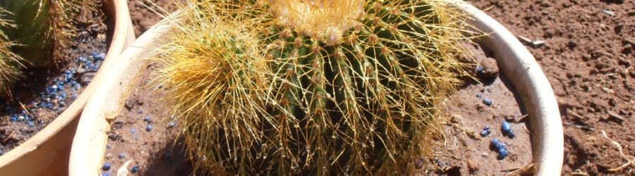 Parodia