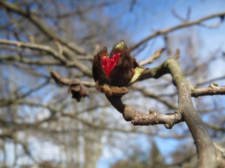Parrotie (Parrotia)
