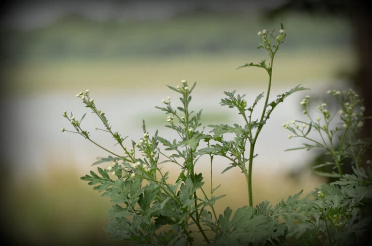 Parthenium (Parthenium)