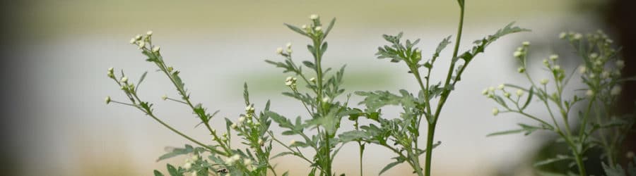 Parthenium