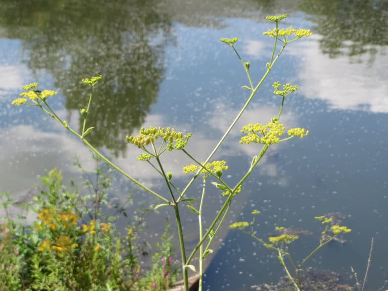 Pastinaca (Pastinaca)