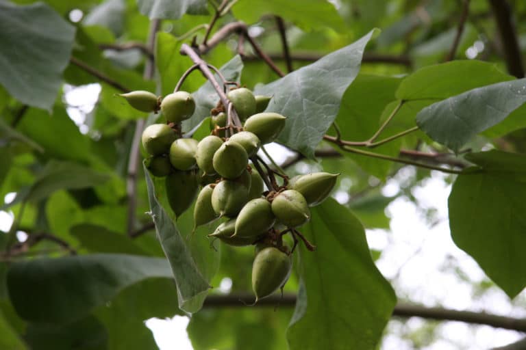 Paulownia (Paulownia)