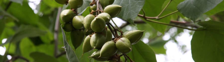 Paulownia