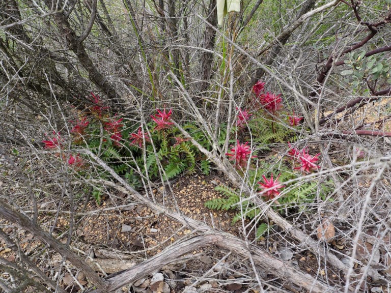 Pedicularis (Pedicularis)