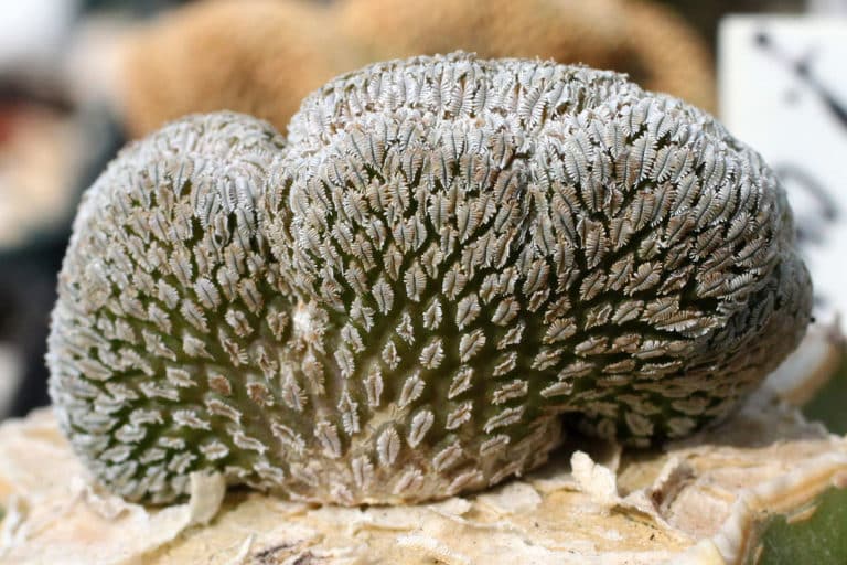 Pelecyphora (Pelecyphora)