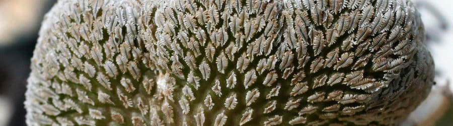 Pelecyphora