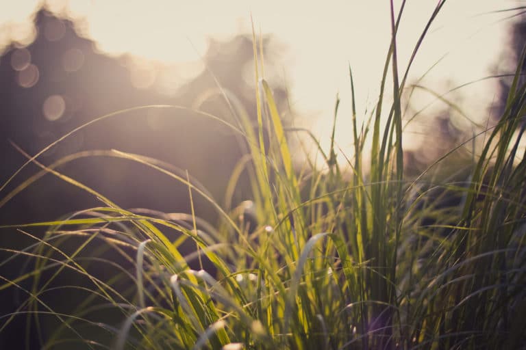 Pennisetum (Pennisetum)