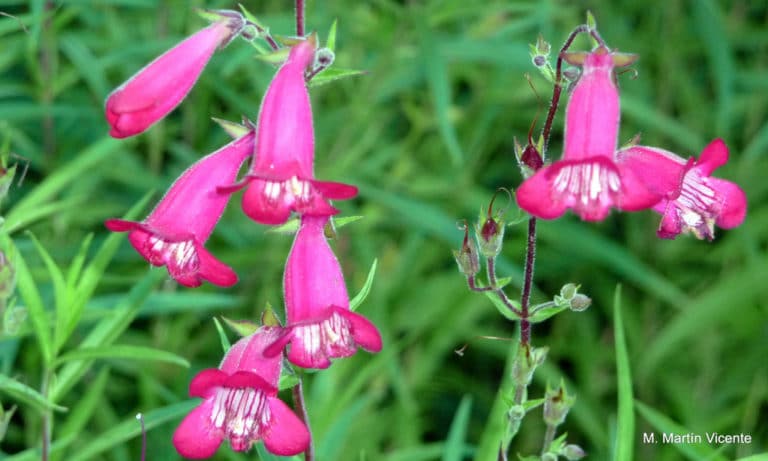 Penstémon (Penstemon)