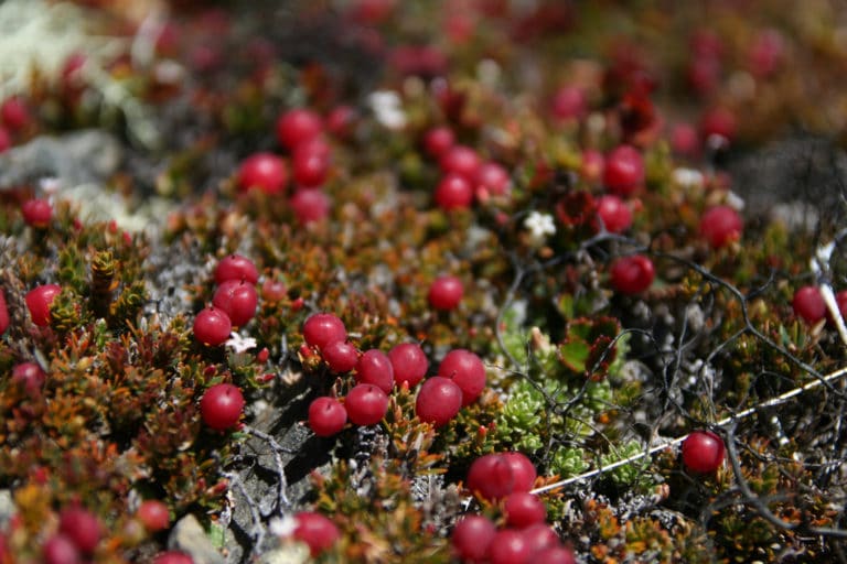 Pentachondra (Pentachondra)
