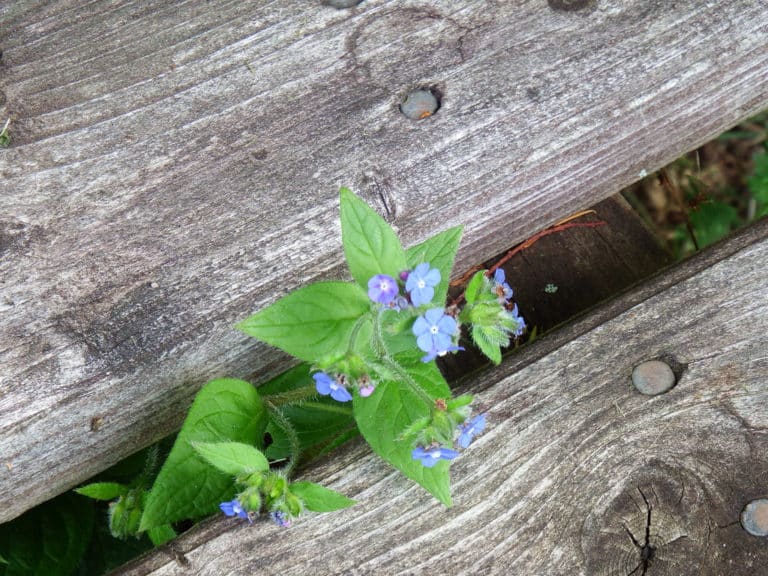 Pentaglottis (Pentaglottis)