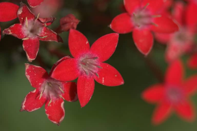 Pentas (Pentas)