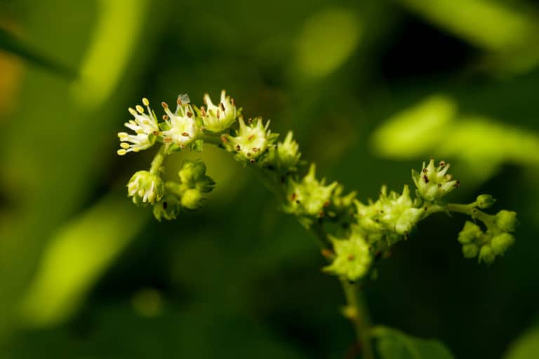 Penthorum (Penthorum)